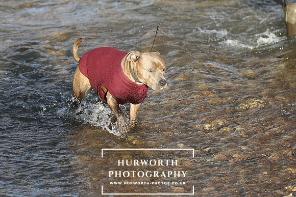 Hurworth Hunt 137