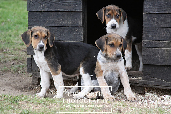 Hurworth Hunt Hound Pups 108