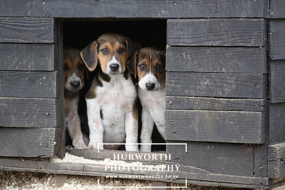 Hurworth Hunt Hound Pups 112