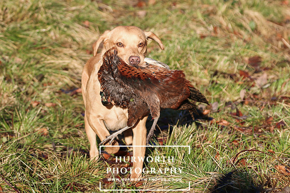 Studley Royal Ladies Shoot 152