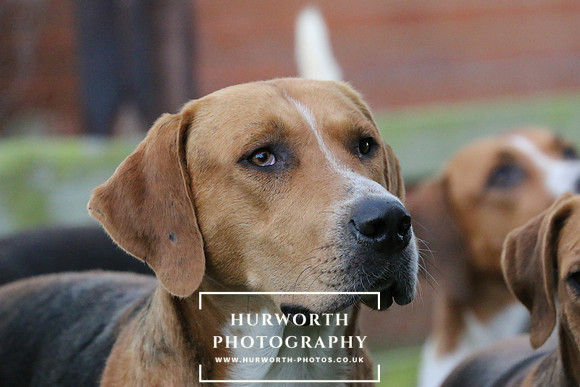 Hurworth Hunt  101