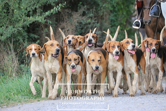 Hurworth Hunt 142