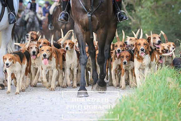 Hurworth Hunt 147