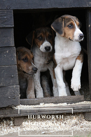 Hurworth Hunt Hound Pups 147
