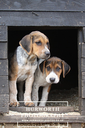 Hurworth Hunt Hound Pups 085