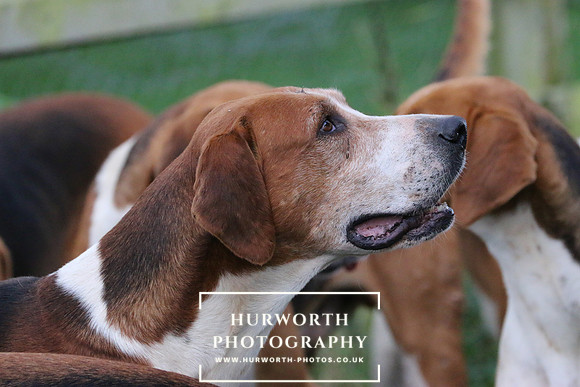 Hurworth Hunt  95