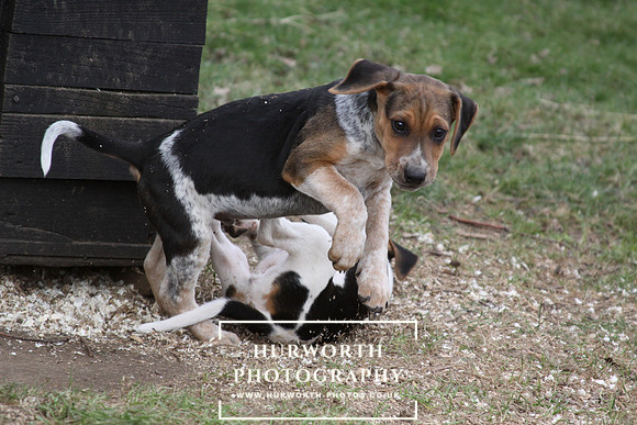 Hurworth Hunt Hound Pups 051