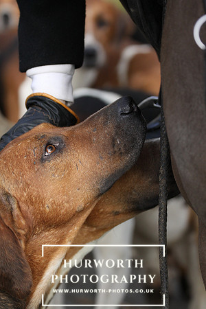 Hurworth Hunt  013