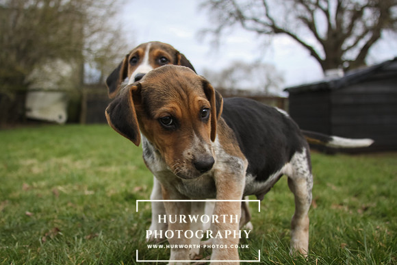 Hurworth Hunt Hound Pups 027