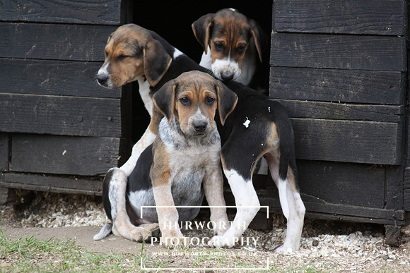 Hurworth Hunt Hound Pups 105