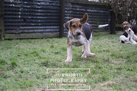 Hurworth Hunt Hound Pups 042
