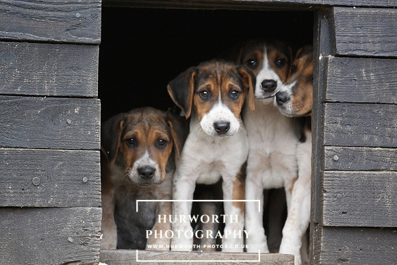 Hurworth Hunt Hound Pups 142