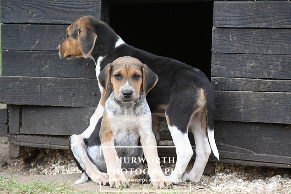 Hurworth Hunt Hound Pups 099
